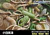 小白菜汤的做法