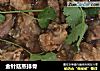 金针菇蒸排骨的做法