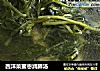 西洋菜蜜枣润肺汤的做法