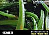 蚝油春菜的做法