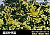 韭菜炒鸭蛋的做法