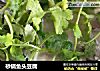砂锅鱼头豆腐的做法