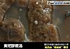 黄粑醪糟汤的做法