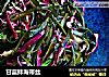 甘蓝拌海带丝的做法