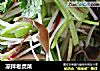 凉拌老虎菜的做法