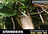 没有辣椒的老虎菜的做法