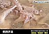 煲鸽子汤的做法