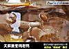 天麻麦冬炖老鸭的做法