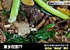 家乡炆鹅??的做法