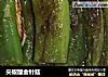 尖椒酿金针菇的做法