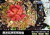 西兰花拌双耳粉丝的做法