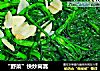 “野菜”快炒茼蒿的做法