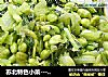 苏北特色小菜-----毛豆炒嫩菜的做法