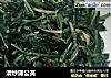 清炒蒲公英的做法