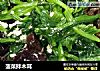 菠菜拌木耳的做法