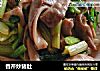 香芹炒猪肚的做法