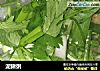 泥鳅粥的做法