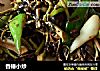 香椿小炒的做法
