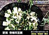 野菜  香椿拌豆腐的做法