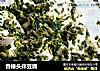 香椿头拌豆腐的做法