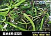 盐油水煮红苋菜的做法