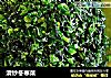 清炒冬寒菜的做法