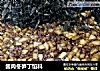 酱肉冬笋丁馅料的做法