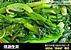 蚝油生菜的做法
