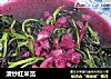 清炒红米苋的做法