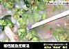 榆钱鲍鱼疙瘩汤的做法
