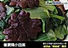 榛蘑烧小白菜的做法