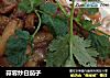 蒜蓉炒白茄子的做法