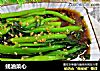 蚝油菜心的做法