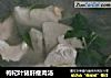 枸杞叶猪肝瘦肉汤的做法
