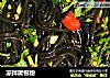 凉拌厥根粉的做法