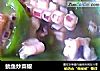 鱿鱼炒菜椒的做法