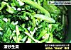 清炒生菜的做法