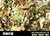 香椿炒蛋的做法