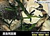 黑鱼炖豆腐的做法