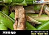 芦笋炒海参的做法