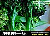 月子餐系列——5分钟西蓝花的做法