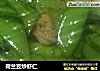 荷兰豆炒虾仁的做法