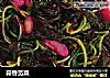蒜香苋菜的做法