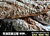香油混麦法棍 中种 70%水份的做法
