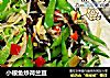 小银鱼炒荷兰豆的做法