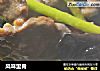 风味里脊的做法