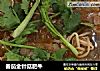 番茄金针菇肥牛的做法