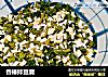 香椿拌豆腐的做法