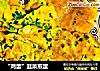 “鸡蛋”韭菜煎蛋的做法