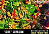 “凉菜”凉拌皮蛋的做法